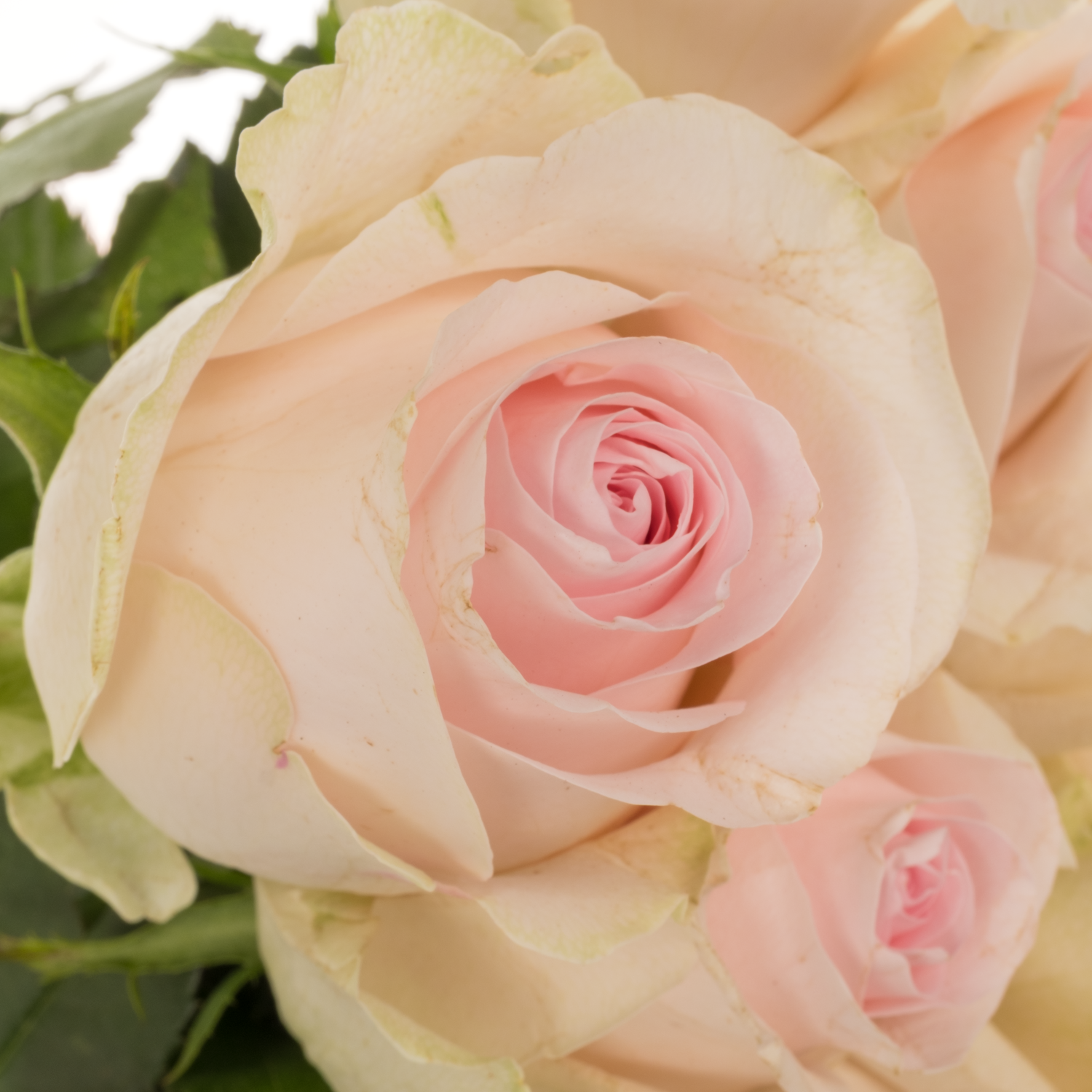 Rose creme/hell rosa Revival Sweet 40cm