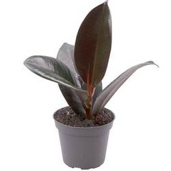 Ficus Elastica Robusta T6 H15