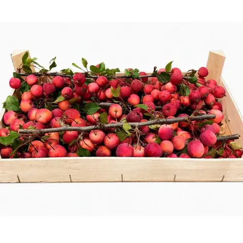 Zierapfel rot Am Stiel im Kiste 30cm