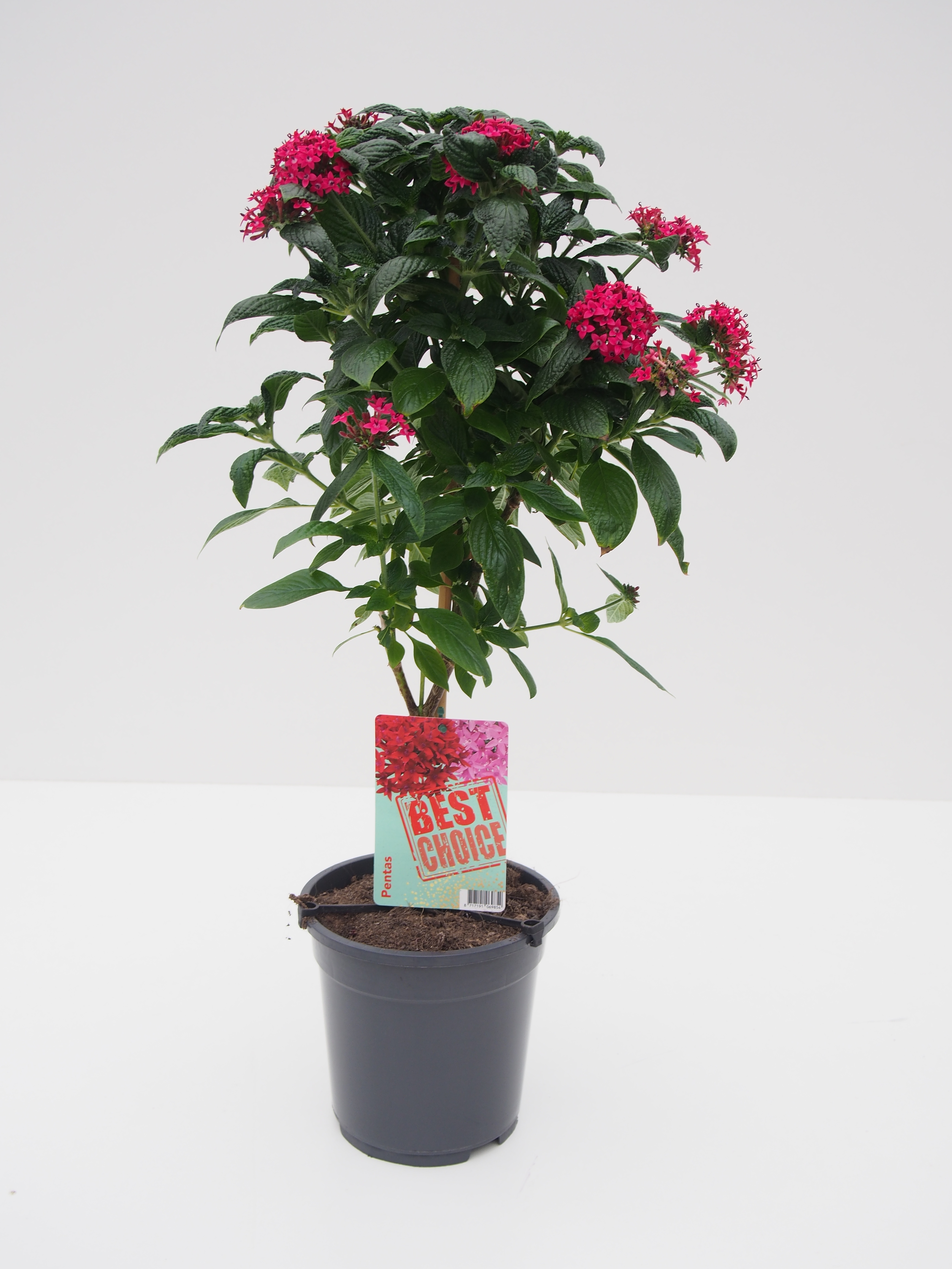 Pentas fuchsia auf Stamm T19 H075 (Kbelpflanzen auf Stamm) | Heyl -  Blumengrohandel / Floristikgrohandel
