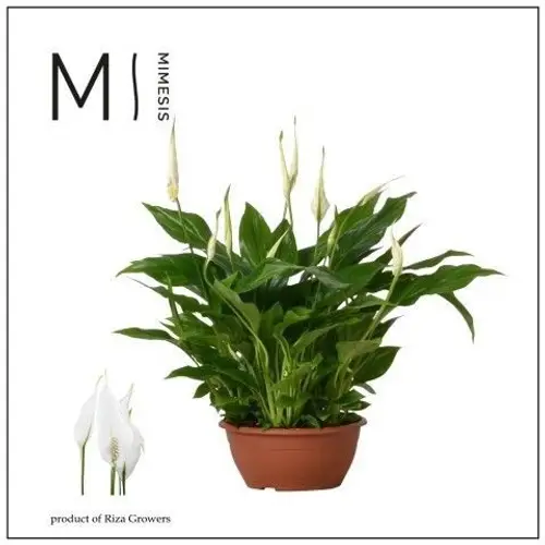 Spathiphyllum Chopin Schale 10+ T17 H035