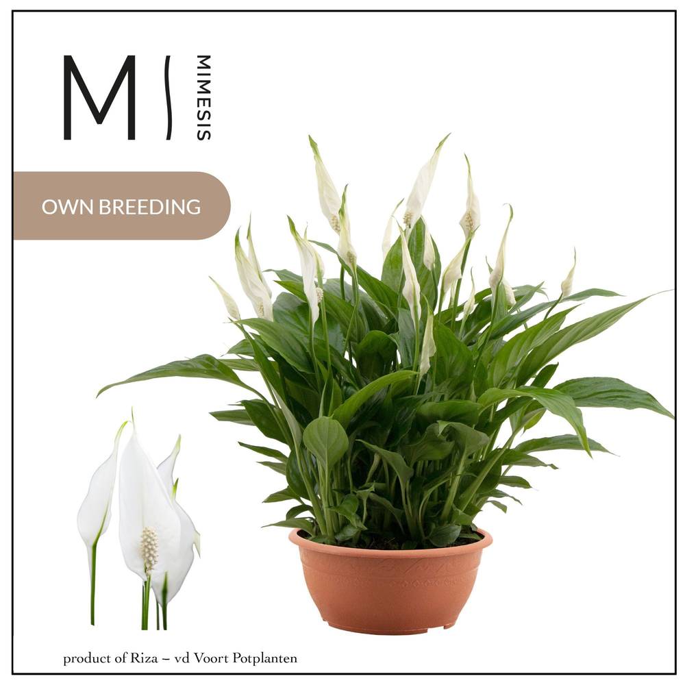 Spathiphyllum Chopin Schale T17 H035