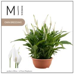 Spathiphyllum Chopin Schale T17 H035