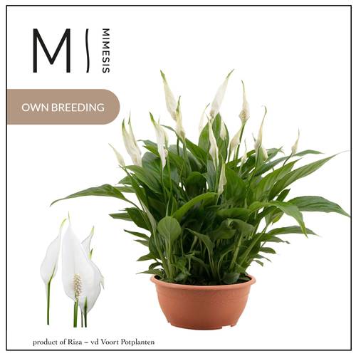 Spathiphyllum Chopin Schale T17 H035