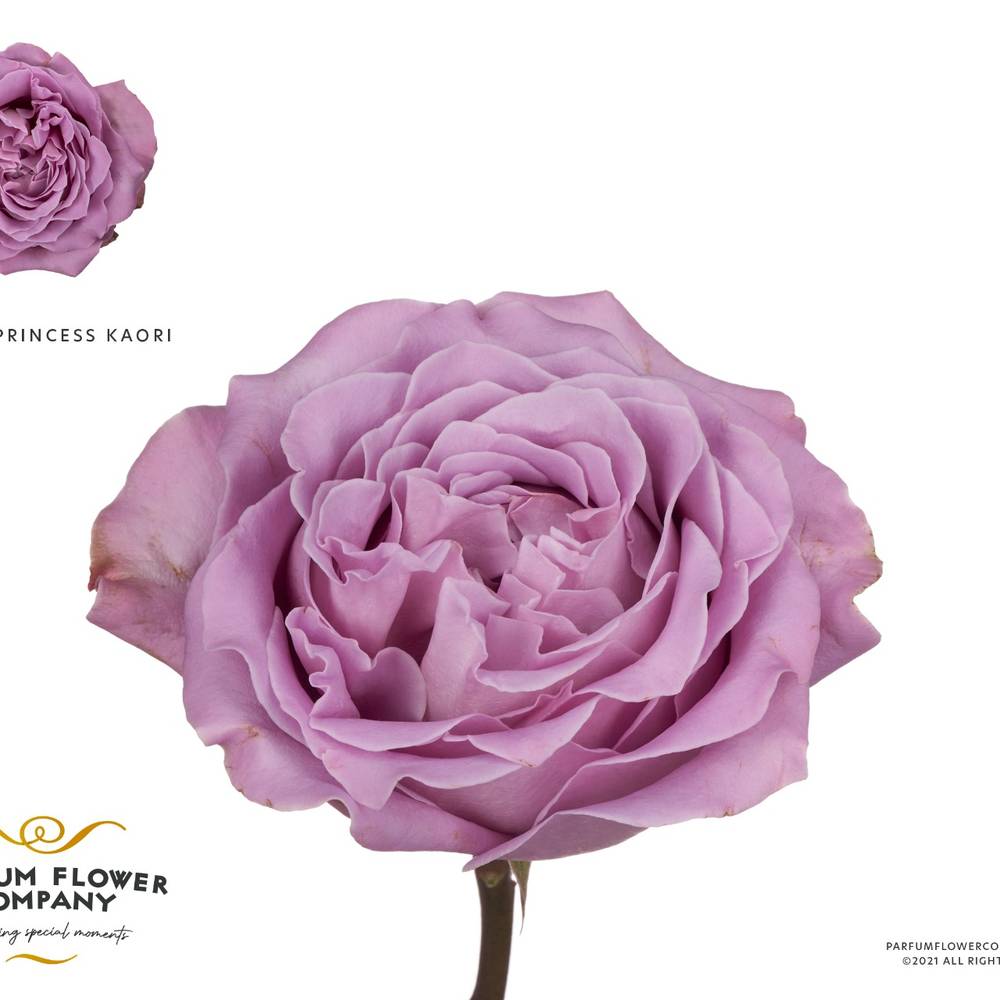 Rose milka Kaori 50cm