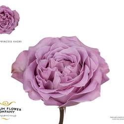 Rose milka Kaori 50cm
