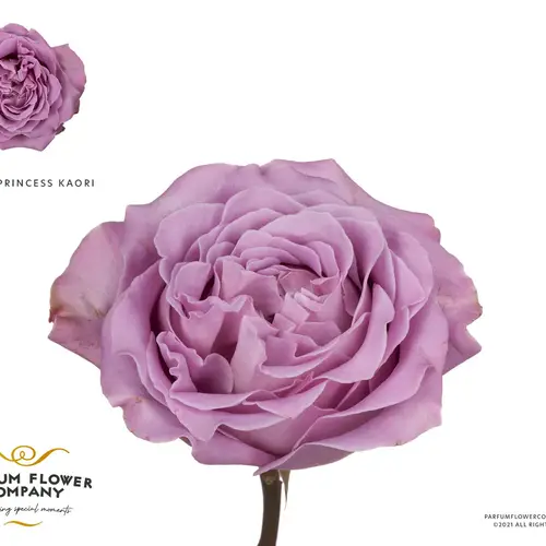Rose milka Kaori 50cm
