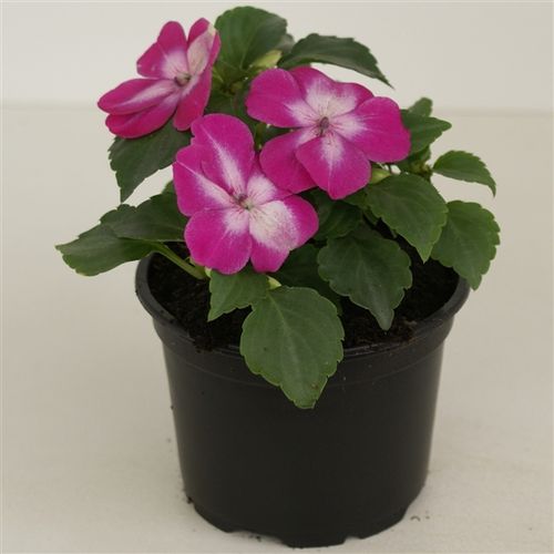 Imp.Walleriana pink T09 H15
