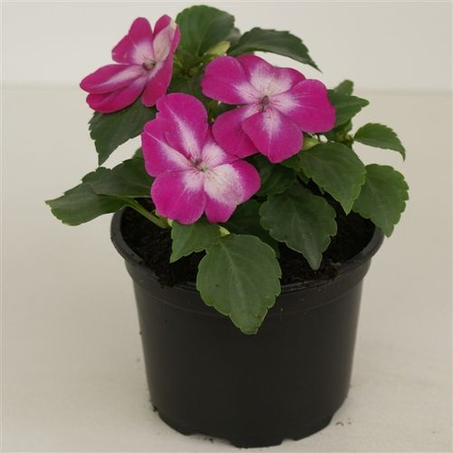 Imp.Walleriana pink T09 H15