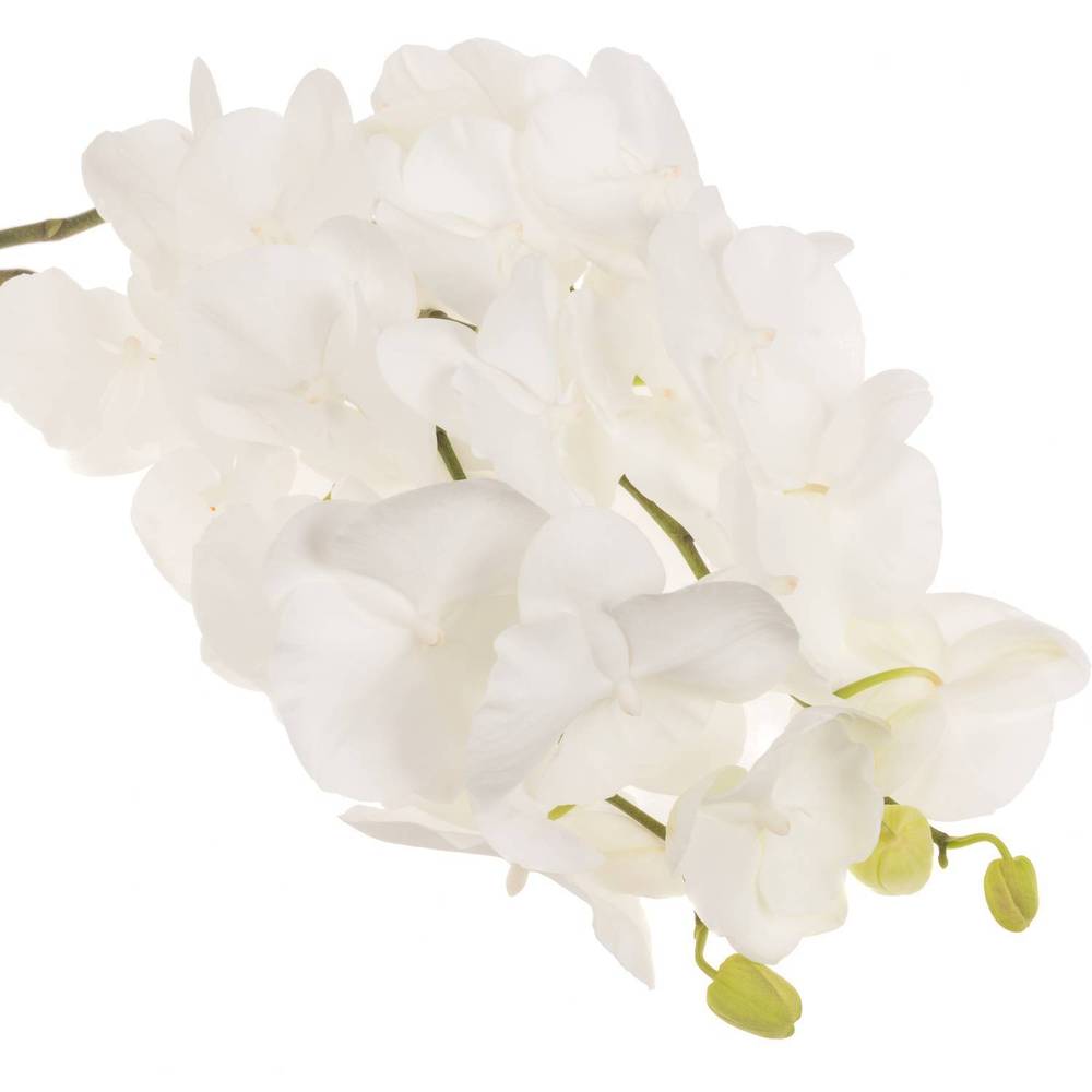 Phalaenopsis weiss Serenity 45 Blüte 3 Stiele 80cm 