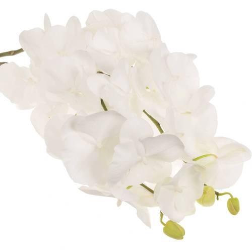 Phalaenopsis weiss Serenity 45 Blüte 3 Stiele 80cm 