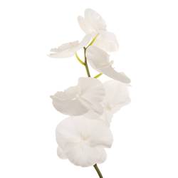 Phalaenopsis weiss Serenity 45 Blüte 3 Stiele 80cm 