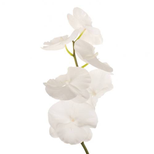 Phalaenopsis weiss Serenity 45 Blüte 3 Stiele 80cm 