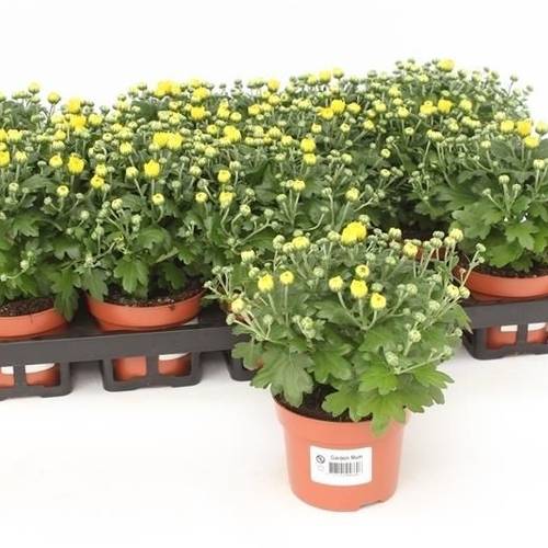 Chrysantheme Gardenmums gelb T10,5 H017