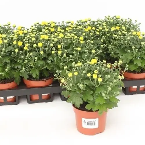 Chrysantheme Gardenmums gelb T10,5 H017