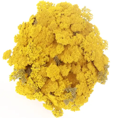 Achillea gelb Bündel 40cm