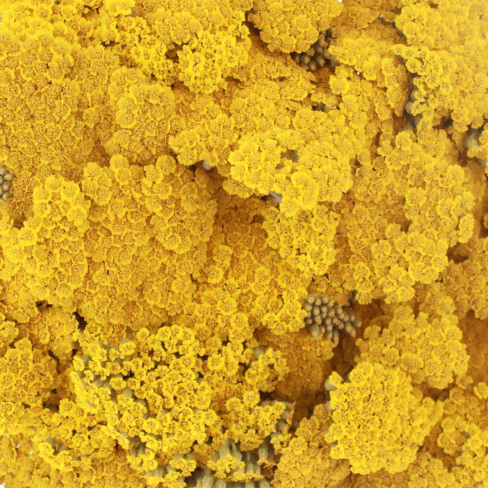Achillea gelb Bündel 40cm