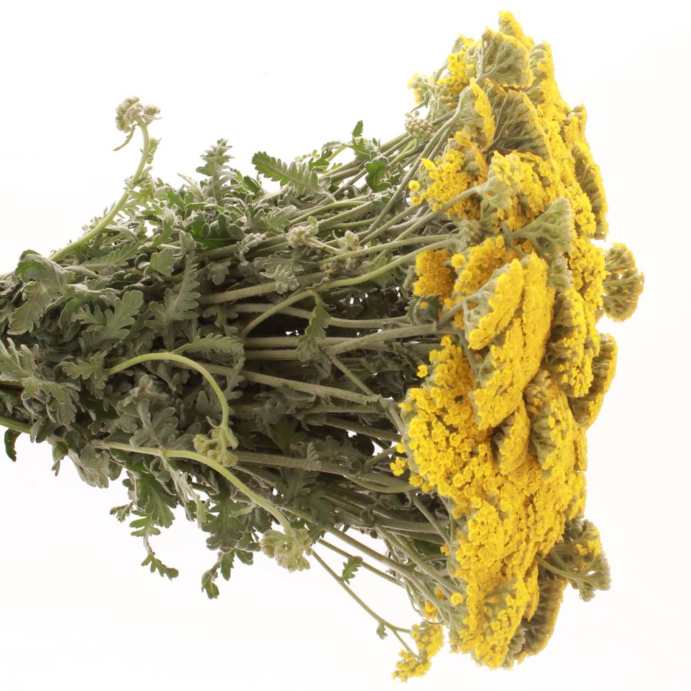 Achillea gelb Bündel 40cm