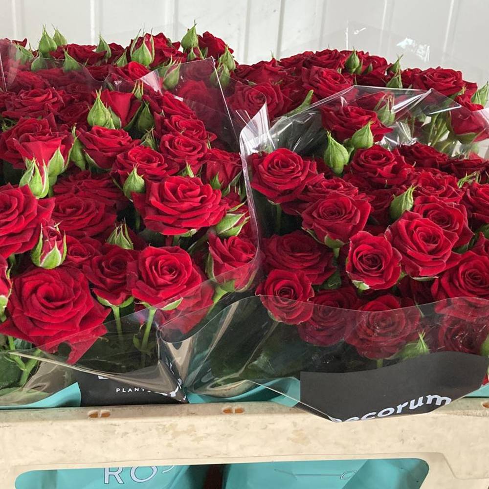 Rose verzweigt rot Caradonna 4+Blüte 70cm