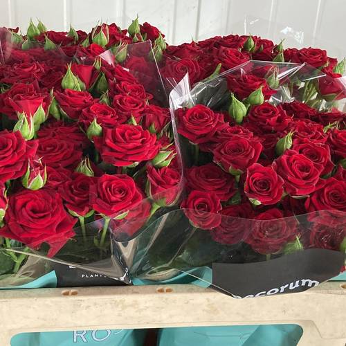 Rose verzweigt rot Caradonna 4+Blüte 70cm