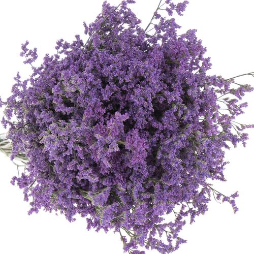 Limonium lila Kansas 25 Gramm 70cm