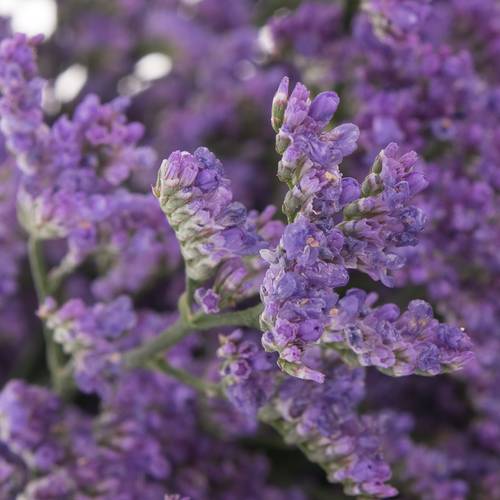 Limonium lila Kansas 25 Gramm 70cm