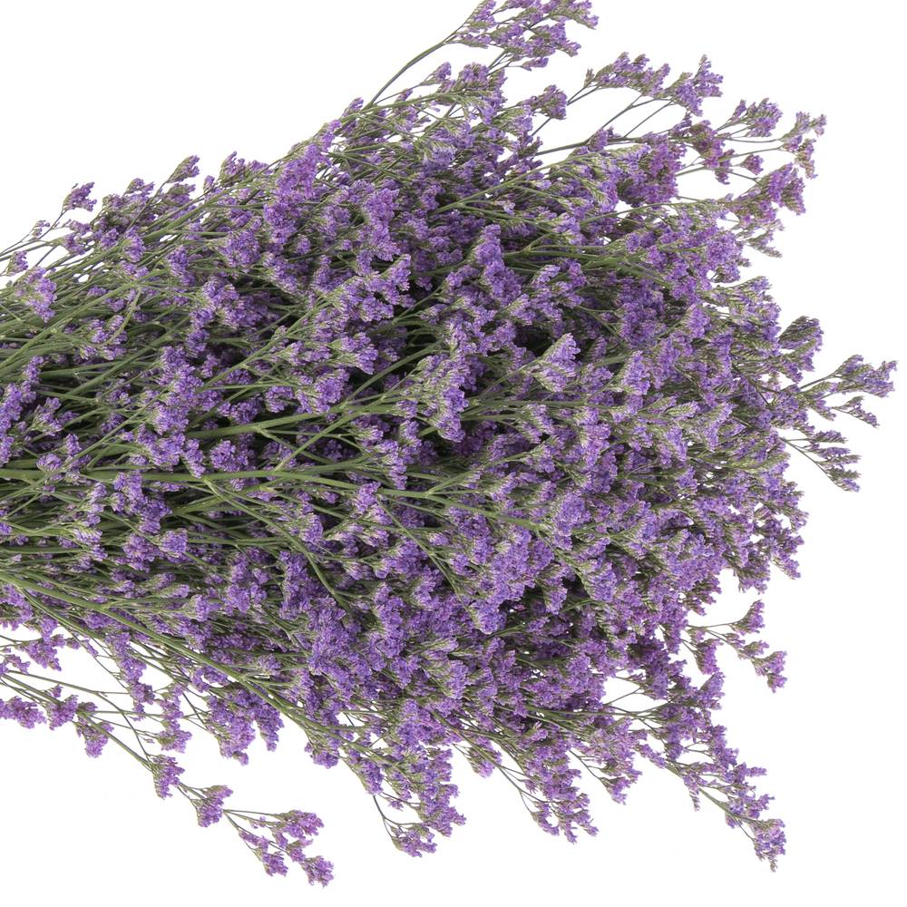 Limonium lila Kansas 25 Gramm 70cm