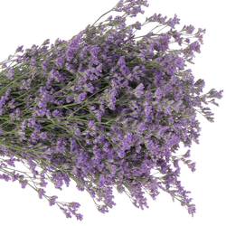 Limonium lila Kansas 25 Gramm 70cm