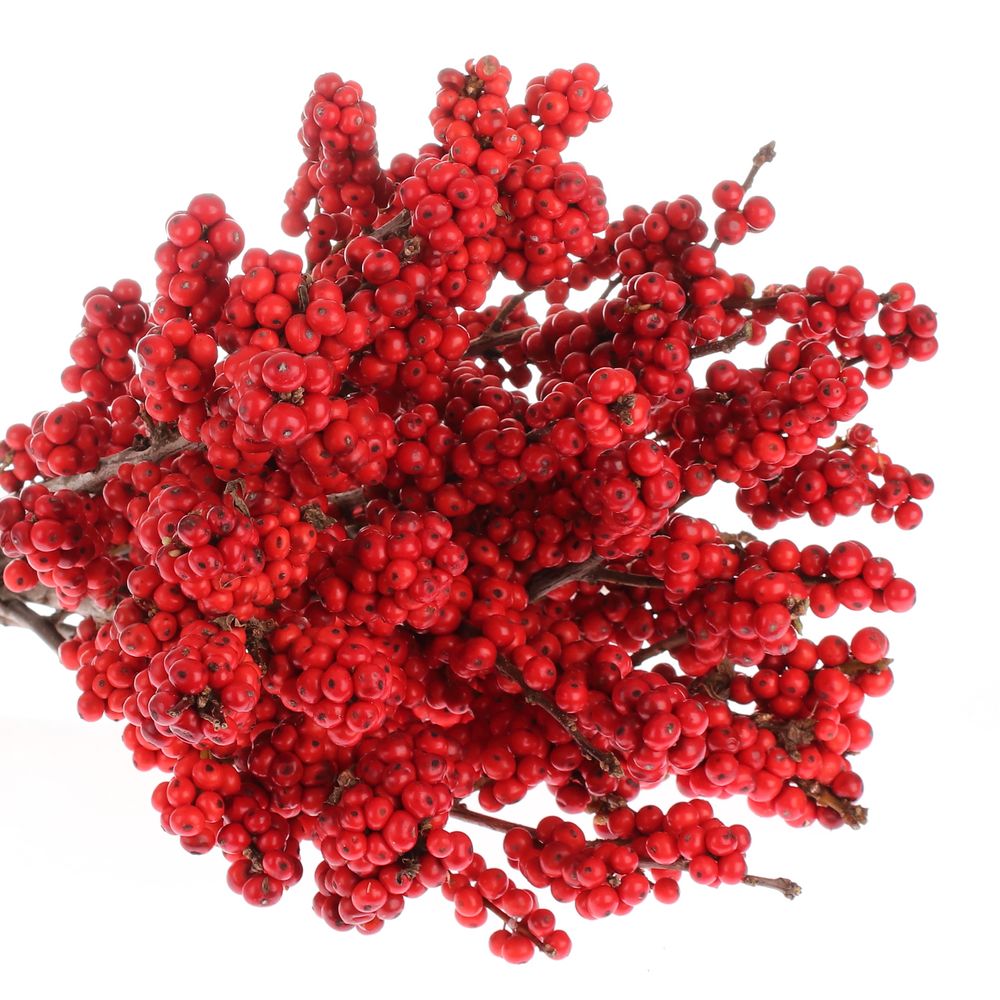 Ilex rot Super  40cm