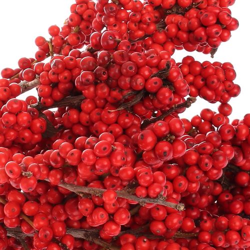 Ilex rot Super  40cm