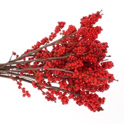 Ilex rot Super  40cm