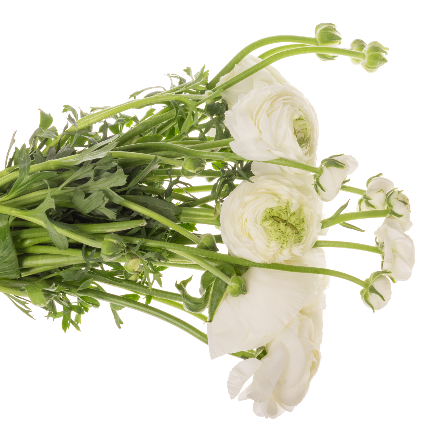 Ranunkel weiss Cloni Alaska Super 45cm