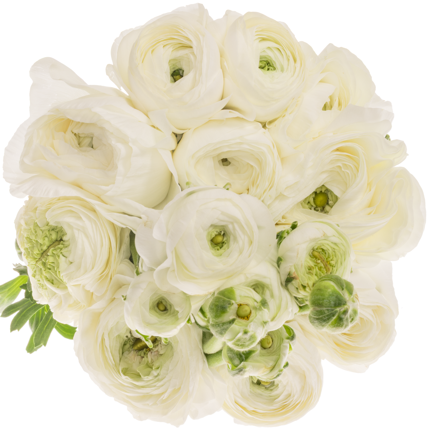 Ranunkel weiss Cloni Alaska Super 45cm