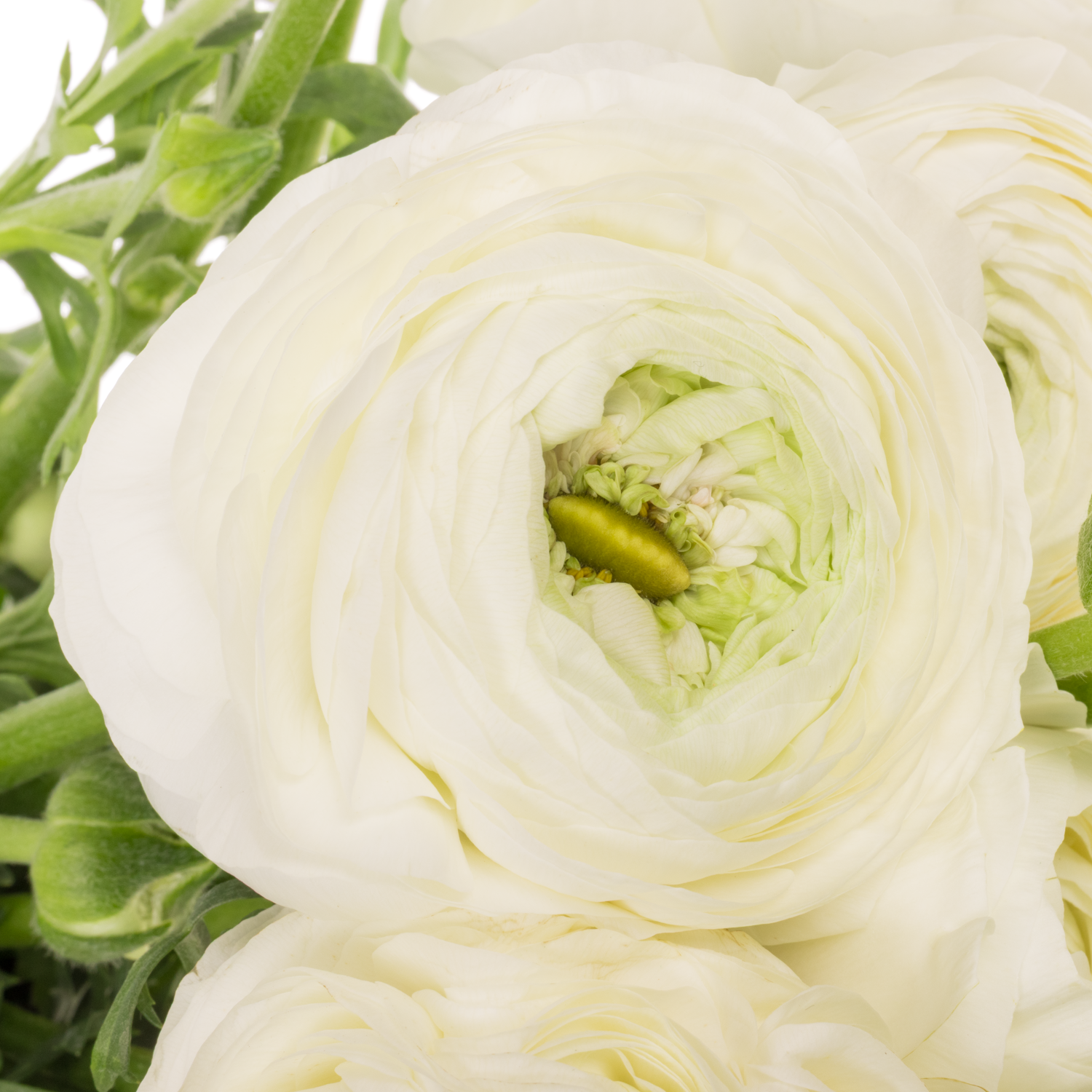 Ranunkel weiss Cloni Alaska Super 45cm