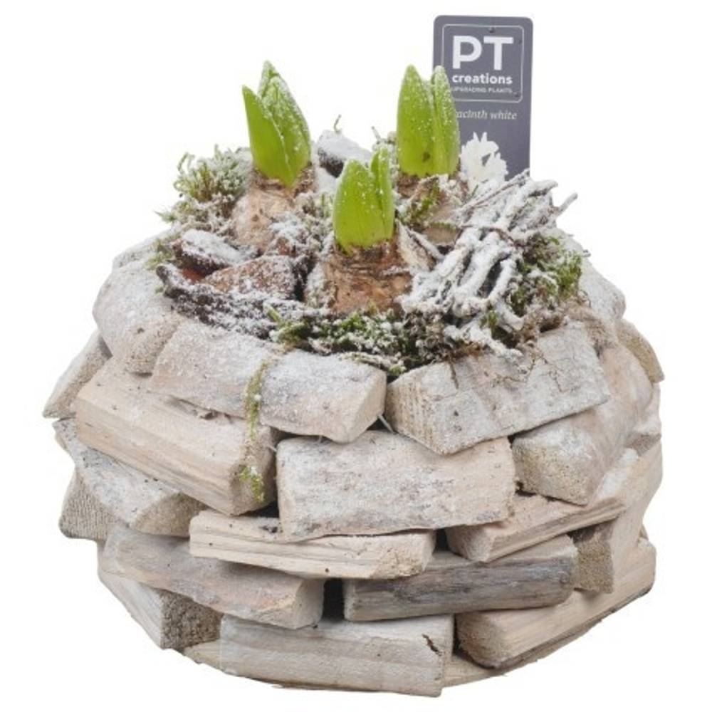 Hyac.Arr PTWH4048 weisse Bl. Winter T21 H019