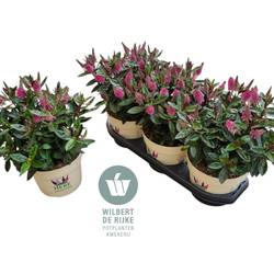 Hebe Taharua rosa T19 H035