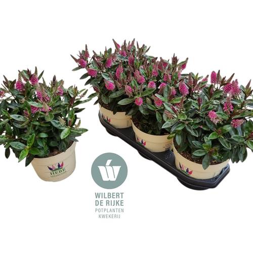Hebe Taharua rosa T19 H035