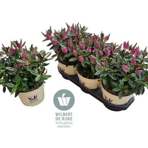 Hebe Taharua rosa T19 H035