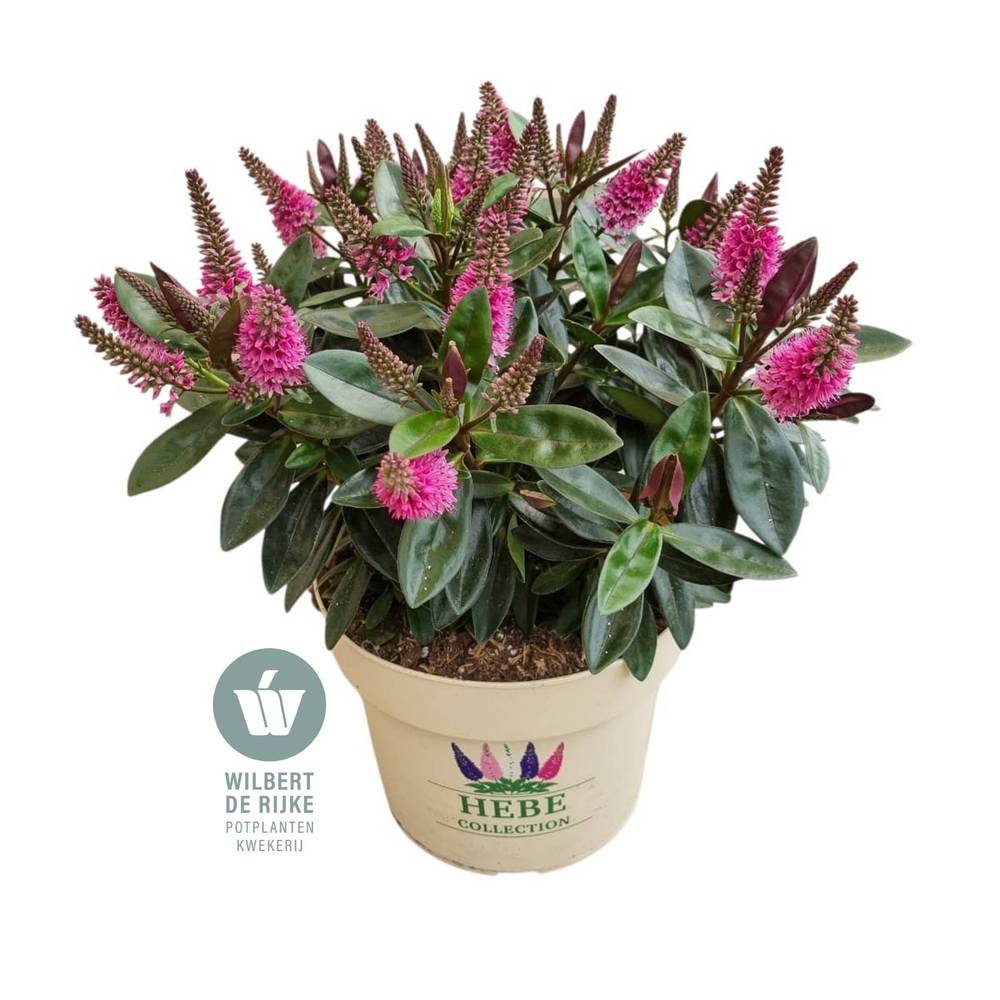Hebe Taharua rosa T19 H035