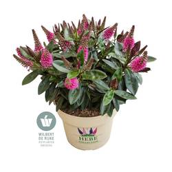 Hebe Taharua rosa T19 H035