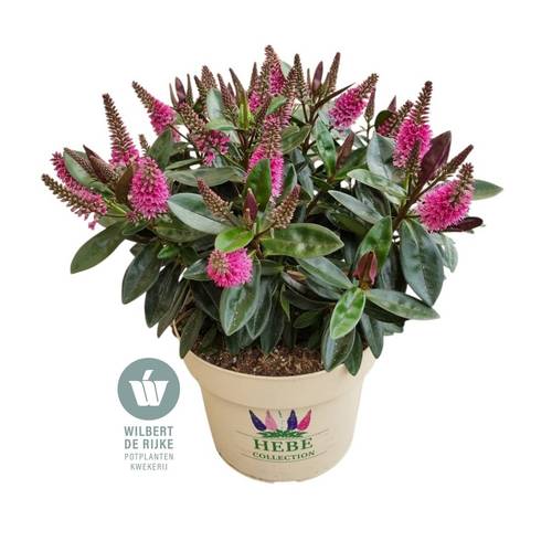 Hebe Taharua rosa T19 H035