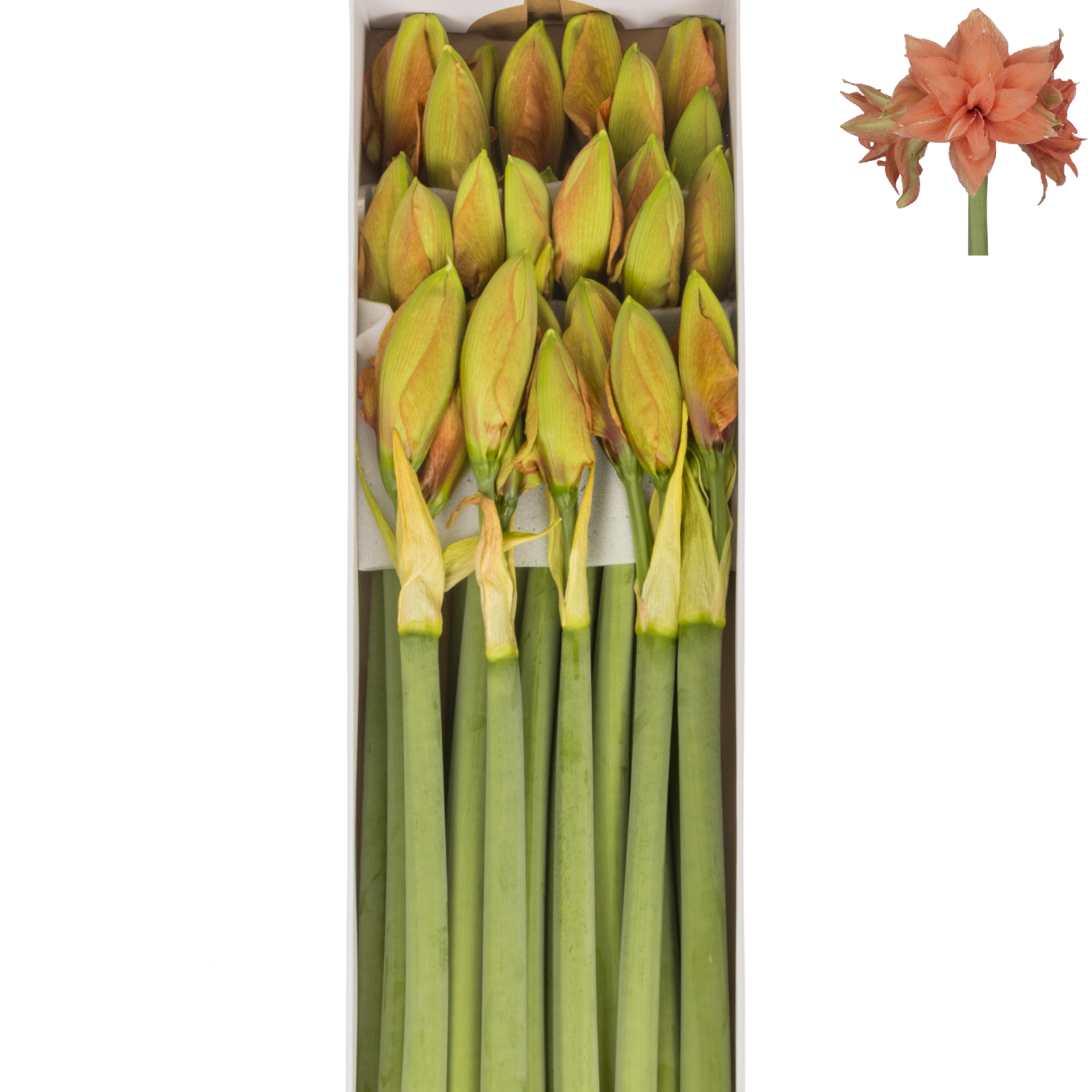 Amaryllis Krt.orange gefüllt Flam. Majesty 4 bl x 12