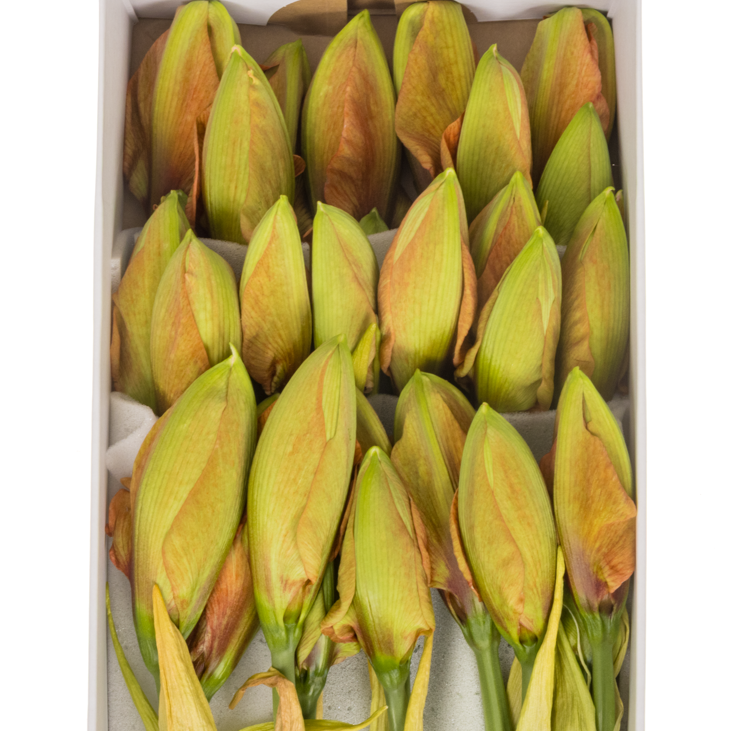 Amaryllis Krt.orange gefüllt Flam. Majesty 4 bl x 12