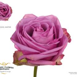 Rose lila Cool Water 50cm