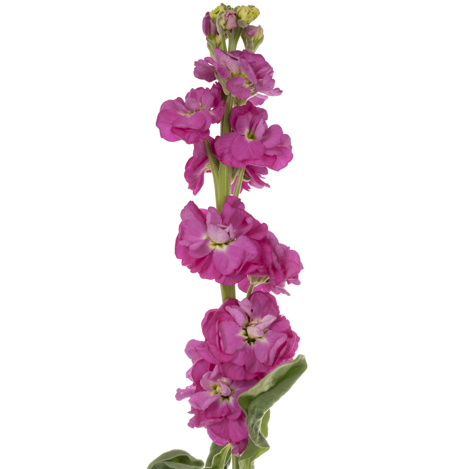 Levkoje fuchsia StoX Deep Rose 60cm