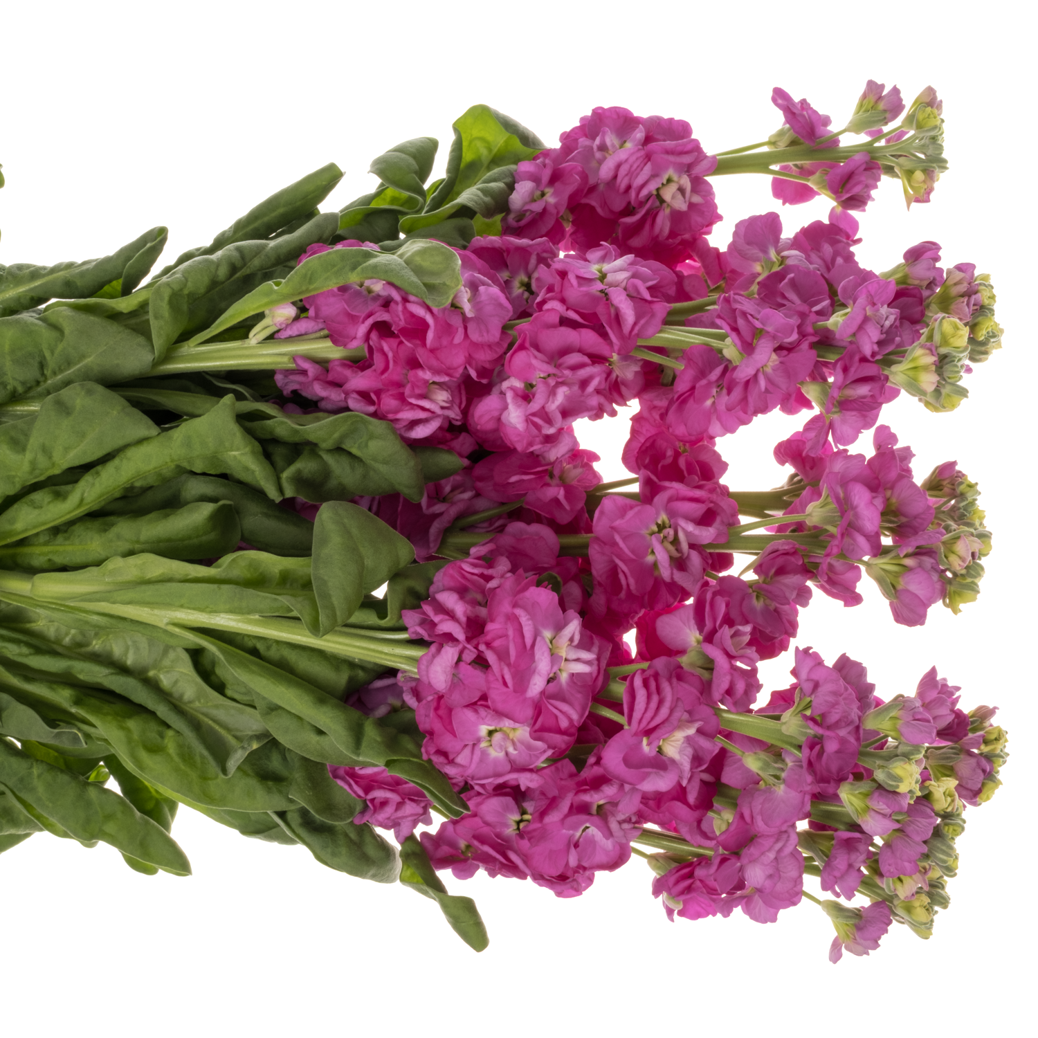 Levkoje fuchsia StoX Deep Rose 60cm