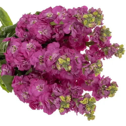 Levkoje fuchsia StoX Deep Rose 60cm