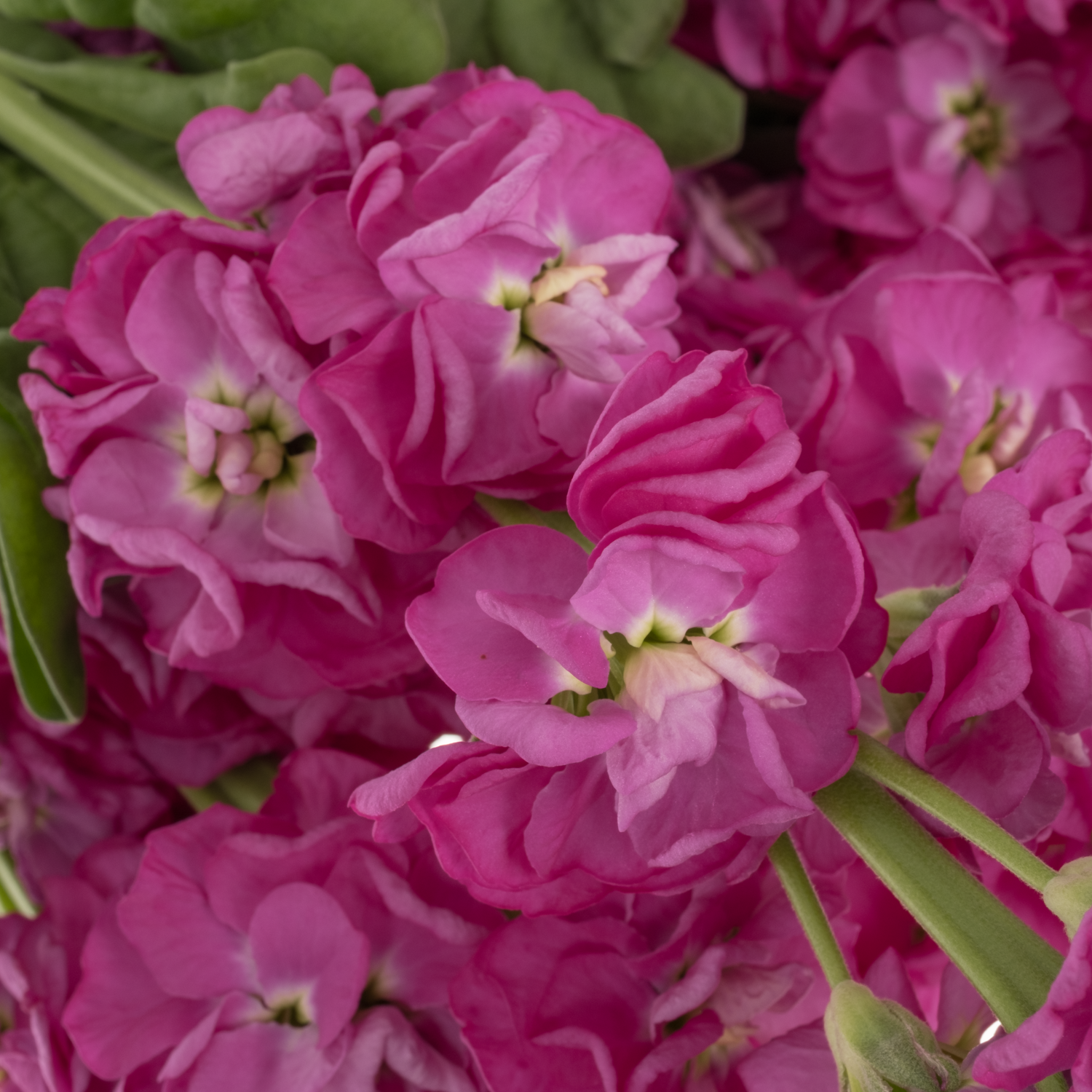 Levkoje fuchsia StoX Deep Rose 60cm