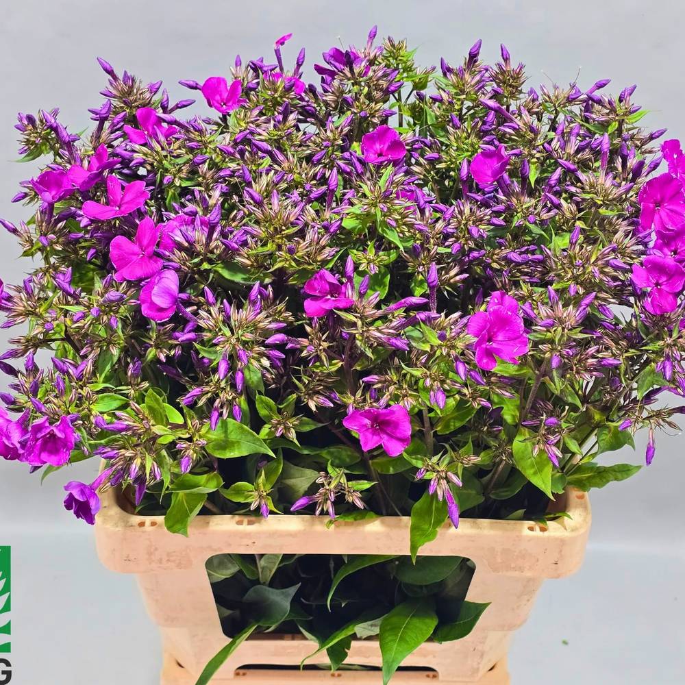 Phlox rosa Gogo Purple 60cm