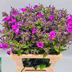 Phlox rosa Gogo Purple 60cm